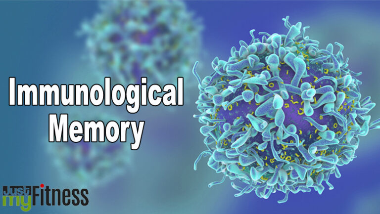 Immunological Mеmory