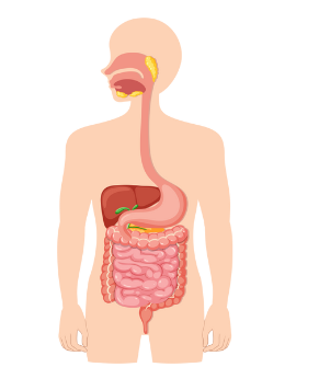  Digestive System
