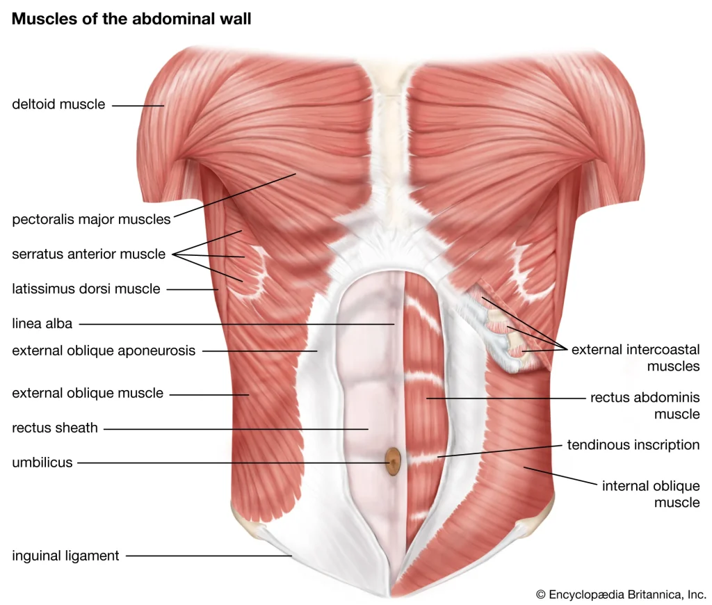 Structure of Abdominal Muscles